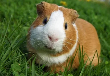 🎁 Cavia Starter Pakket – Alles wat je nieuwe vriend nodig heeft!