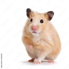 🎁Hamster Starter Pakket – Alles wat je nieuwe vriend nodig heeft!